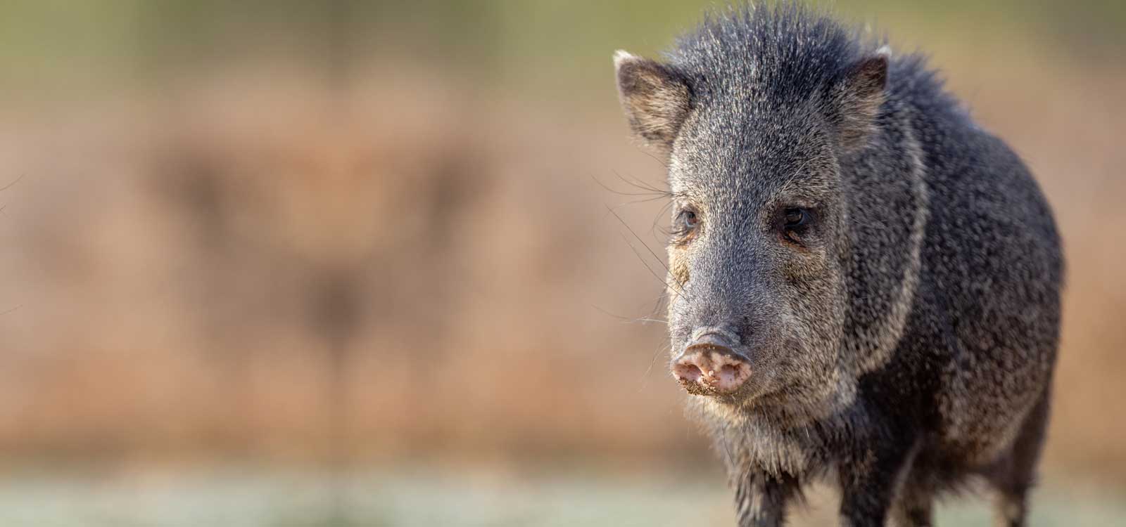 Wild Game Hunting Cinco Ranch South Texas Hunting & Fishing El